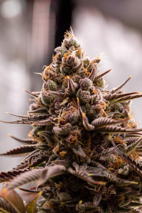Cannabis Social Club Dortmund e.V. omslagfoto